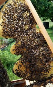 Ferienwohnung Zum Bienenstock في Mörlenbach: سرب من النحل على جانب خلية النحل