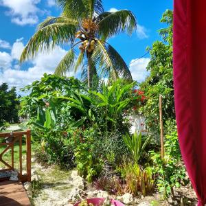 a palm tree in a garden with plants at Ti Colibri in Port-Louis