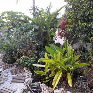 a garden with many different plants and flowers at Ti Colibri in Port-Louis
