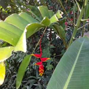 a red flower on a plant with green leaves at Ti Colibri in Port-Louis