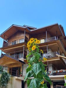 a plant with yellow flowers in front of a building at The Hillside in Kasol