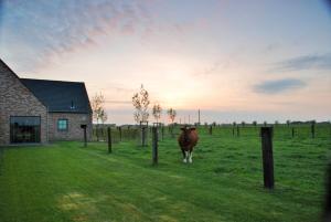 une vache debout dans un champ à côté d'une clôture dans l'établissement Vakantiehuis NIEUWHOF, à Gistel