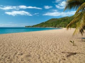 una playa de arena con una palmera y el océano en LE MANGUIER, en Baie-Mahault