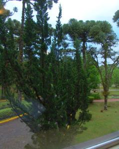 un gran árbol en medio de un parque en Flat Mountain Village Luxo e Conforto na Serra, en Canela