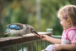 Une petite fille nourrissant un oiseau sur une clôture dans l'établissement Amaroo On Mandalay, à Nelly Bay