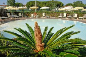 un albero di ananas di fronte alla piscina di Apartment in Vada near restaurants a La Cinquantina