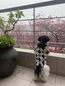 O animal ou animais de estimação com os hóspedes em Sanyi Wei Wei Feng B&B