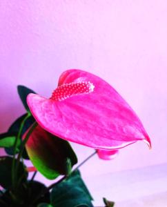Fotografie z fotogalerie ubytování Hotel MOANA絶景オーシャンビューカフェラウンジ朝食付き v destinaci Oshima