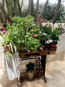 Сад в A CASA NOSCIA - BB SAN PIETRO IN BEVAGNA Charming house