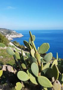 un cactus sul fianco di una collina vicino all'oceano di Casetta Stellata Monteforte a Casarano