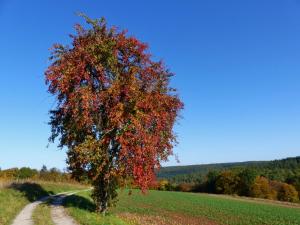 a tree in a field next to a dirt road at Blumenschein-Ferienwohnung Unne in Kirchzell