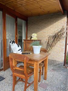 un chat noir et blanc assis sur une table dans l'établissement BEACH Holiday Home op de Veluwe, à Ermelo