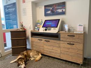 een hond op de vloer voor een bureau bij Boardinghouse Breitscheid in Breitscheid