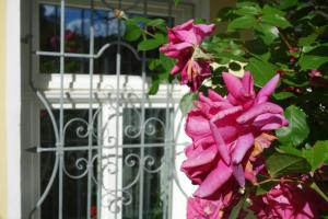 Zahrada ubytování Villa Sonnenstrahl