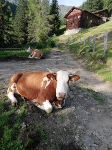 Zwierzęta w gospodarstwie agroturystycznym lub w pobliżu