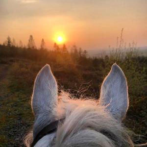 a horse looking at the sunset behind its ears at Ballyglass Country House in Tipperary