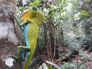 Giardino di Rainforest River Bay