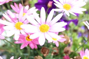 Giardino di Seacourt Accommodation Tramore - Adult Only