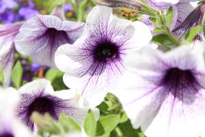 Giardino di Seacourt Accommodation Tramore - Adult Only