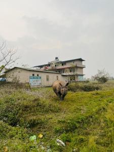 a rhino standing in a field in front of a building at Hotel Tree Tops in Sauraha