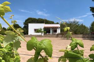 Vonkajšia záhrada v ubytovaní Casa rural Can Pep de Sa Barda - Entre viñedos - Formentera Natural