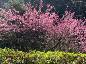 Fotografie z fotogalerie ubytování 山水屋民宿 v destinaci Beipu