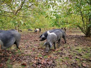 a group of pigs grazing in a field at Agriturismo grecinella in Casole dʼElsa +35 photos