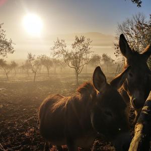 two donkeys standing in a field with the sun in the background at Agriturismo grecinella in Casole dʼElsa