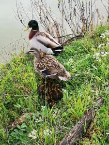 two ducks standing on the grass near the water at Agriturismo grecinella in Casole dʼElsa
