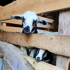 a baby goat is looking through a wooden fence at Organic Tourist Farm Pri Plajerju in Trenta