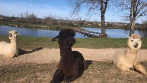 シャレーの敷地内または近くにいる動物