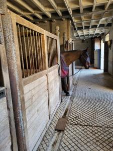 a horse is standing in a stall in a barn at Les écuries du chateau - 5 minutes Circuit des 24 H du MANS - 7 Personnes in Moncé-en-Belin