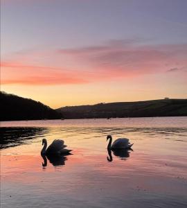 two swans swimming in the water at sunset at High gables Apartment 1 in Paignton