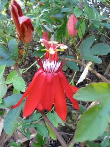 eine rote Blume auf einer Pflanze mit grünen Blättern in der Unterkunft Hotel Three Monkeys in Montezuma