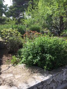 a garden with green plants on a stone wall at Baglio La Luna - B&B in San Vito lo Capo