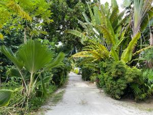 um caminho de terra através de uma floresta com palmeiras em Roche Kerlan Apartments em Praslin