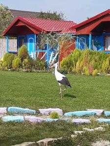 Fotografie z fotogalerie ubytování Pensiunea Alessia Murighiol v destinaci Murighiol + 56 fotografií