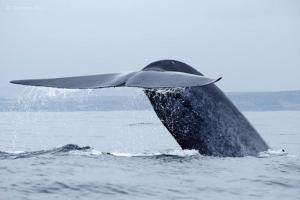 a tail of a whale in the water at Punta de choros Cabañas bahia carrizalillo in Carrizalillo