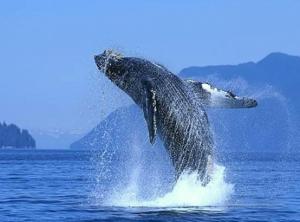 a whale jumping out of the water at Punta de choros Cabañas bahia carrizalillo in Carrizalillo