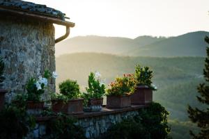 a group of potted plants sitting on a ledge at Celle di lecchi nel Chianti in San Sano