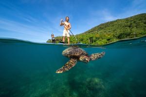 Un uomo in piedi su una tavola da paddle accanto a una tartaruga in acqua di Fitzroy Island Resort a Fitzroy Island