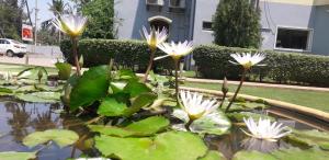 Zahrada ubytování Hotel Priso