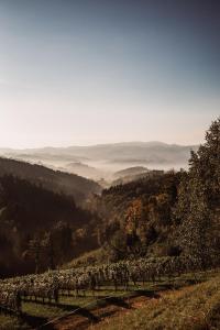 a view of a vineyard in the hills at Weingut Kollerhof am Eichberg in Leutschach