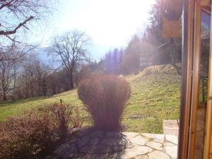 un petit bush au milieu d'un champ herbeux dans l'établissement Chalet Chez Nous, à Domancy