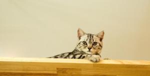 Domácí mazlíčci ubytovaní s hosty v ubytování Cat Story Hotel