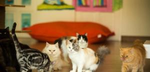 Domácí mazlíčci ubytovaní s hosty v ubytování Cat Story Hotel