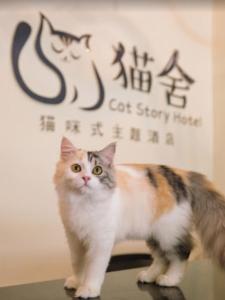 Domácí mazlíčci ubytovaní s hosty v ubytování Cat Story Hotel