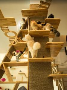 Fotografie z fotogalerie ubytování Cat Story Hotel v destinaci Pláž Patong