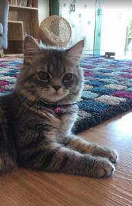 Domácí mazlíčci ubytovaní s hosty v ubytování Cat Story Hotel