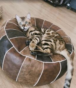 Domácí mazlíčci ubytovaní s hosty v ubytování Cat Story Hotel
